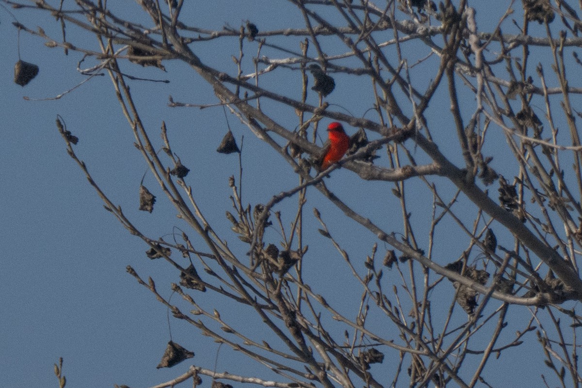 Vermilion Flycatcher - ML646277059