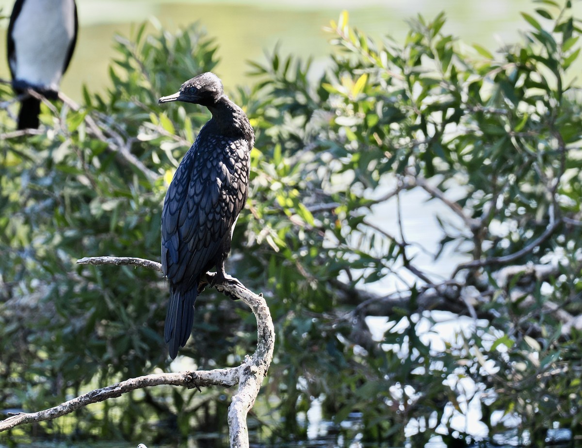 Little Black Cormorant - ML646277060