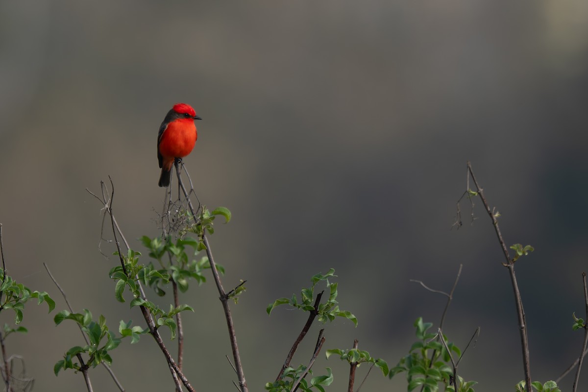 Vermilion Flycatcher - ML646277061