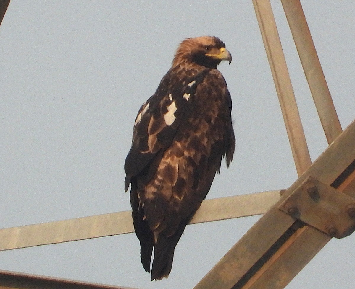 Imperial Eagle - ML646277063