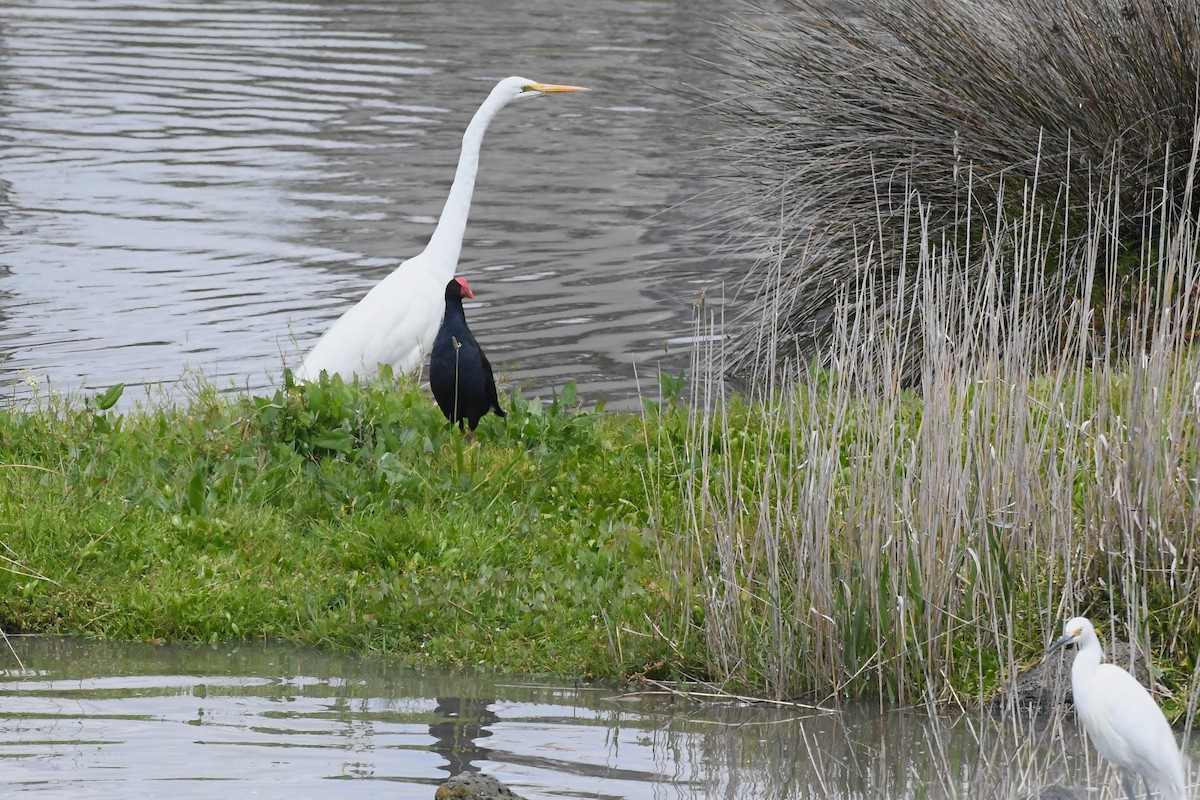 Koartza zuria - ML646277065