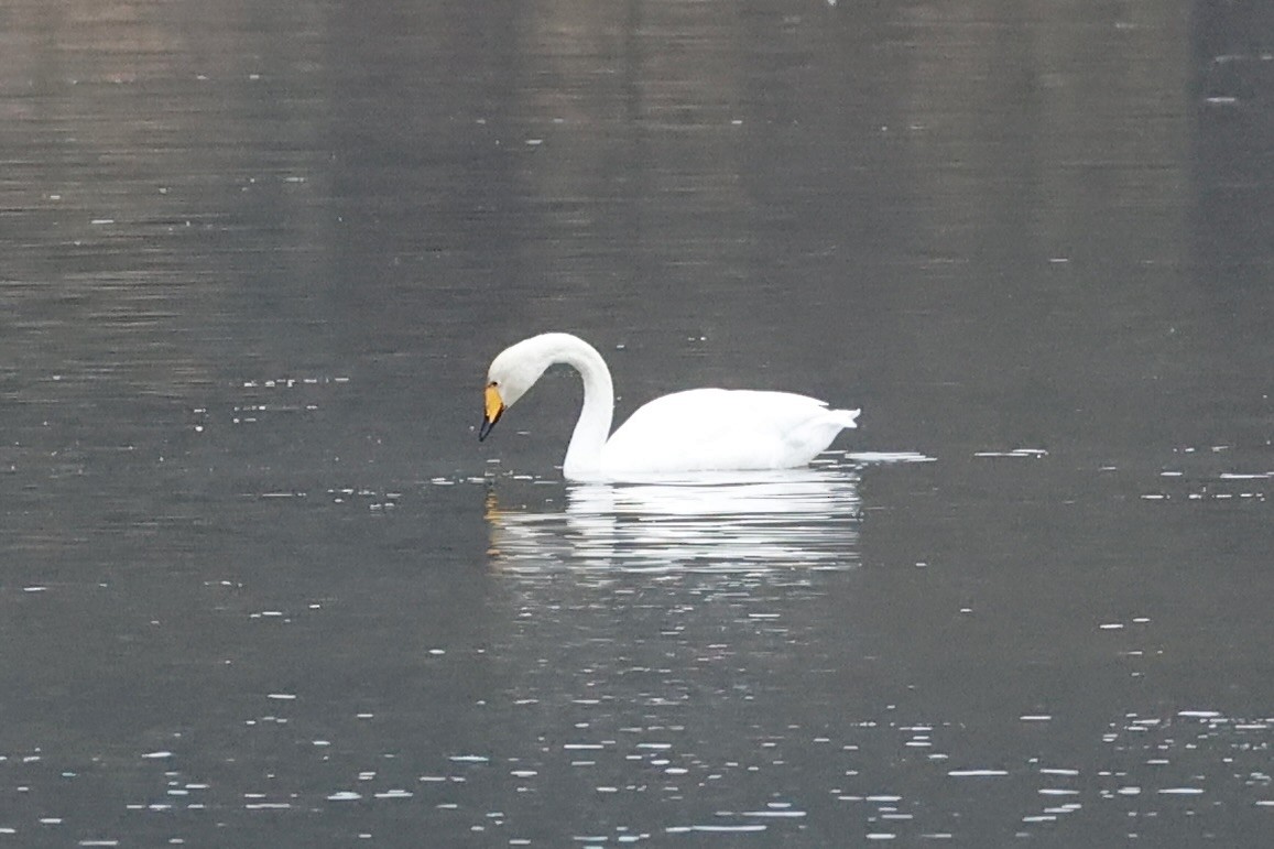 Whooper Swan - ML646277068