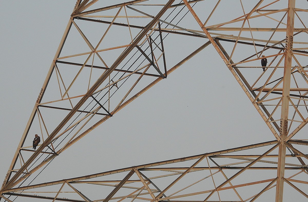 Imperial Eagle - ML646277071