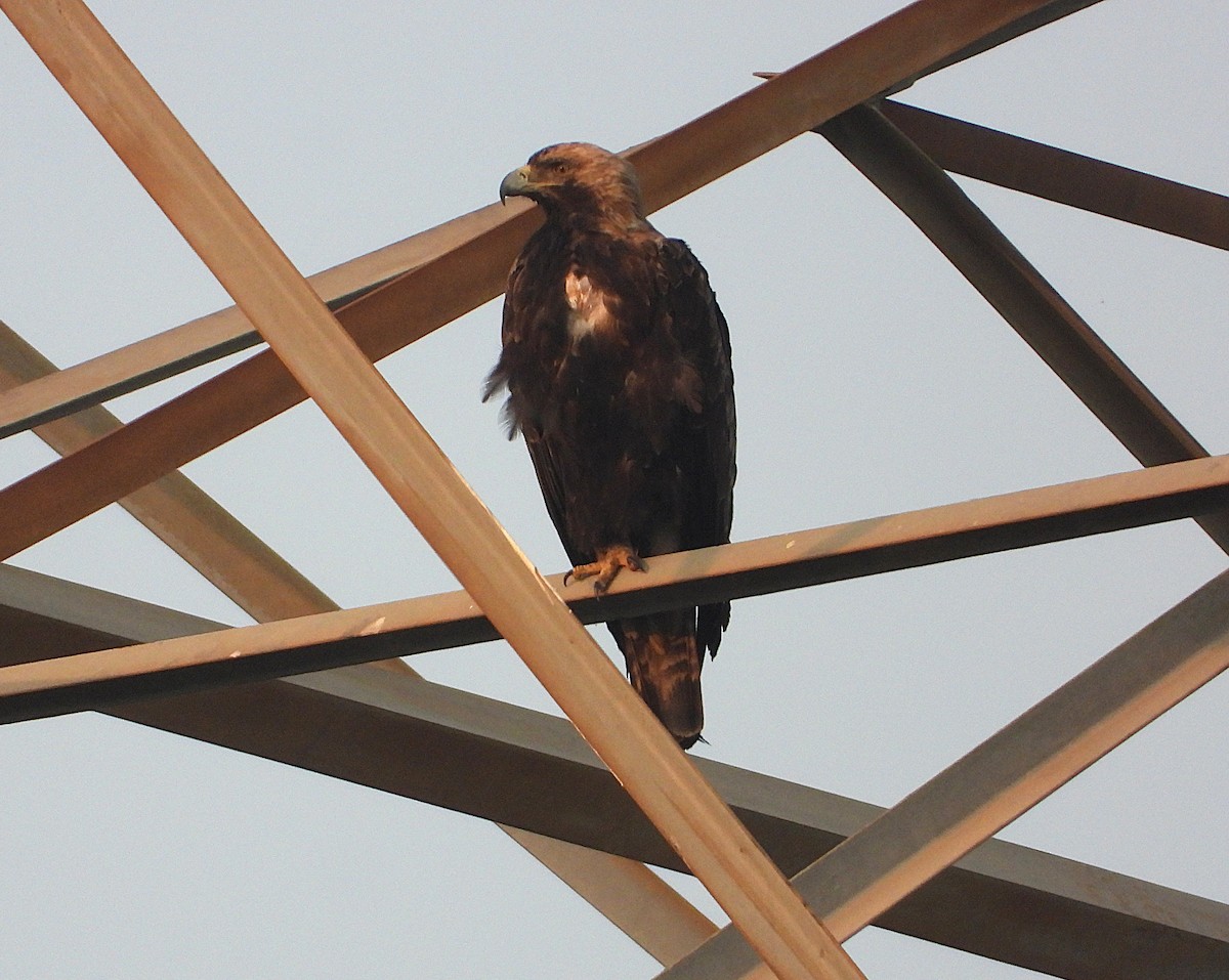 Imperial Eagle - ML646277072