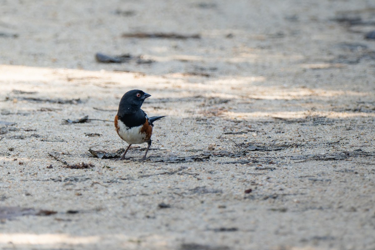 Spotted Towhee - ML646277075