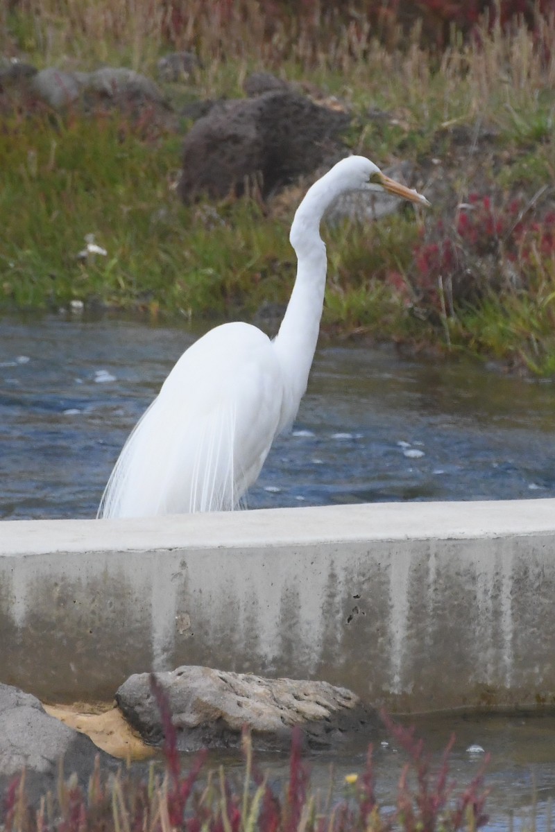 Koartza zuria - ML646277076