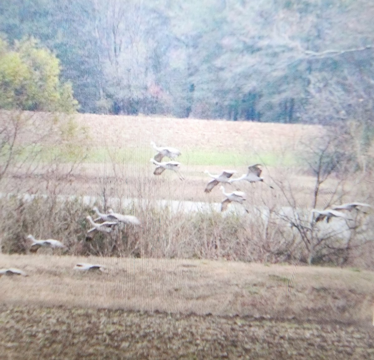 Sandhill Crane - ML646277078