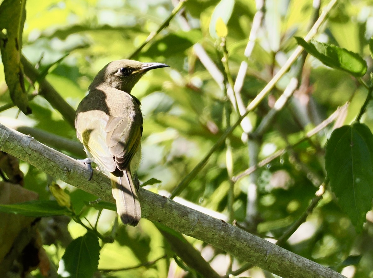 Brown Honeyeater - ML646277079