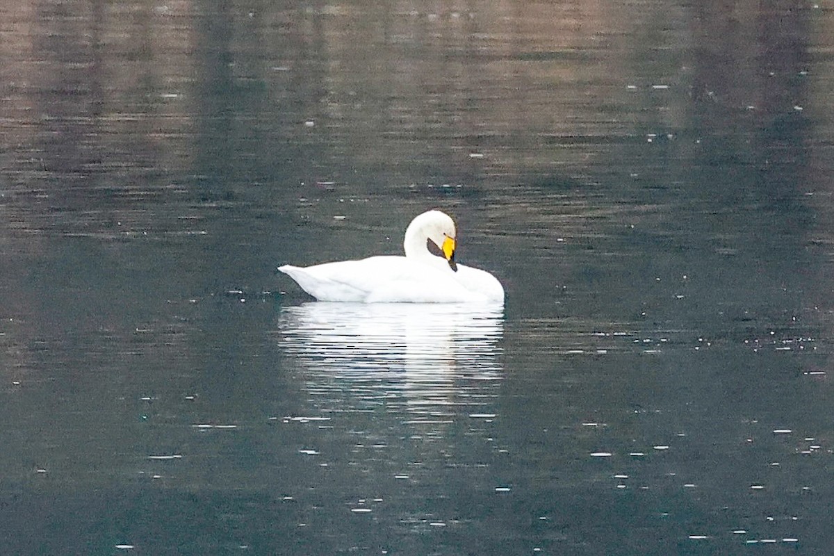 Whooper Swan - ML646277080