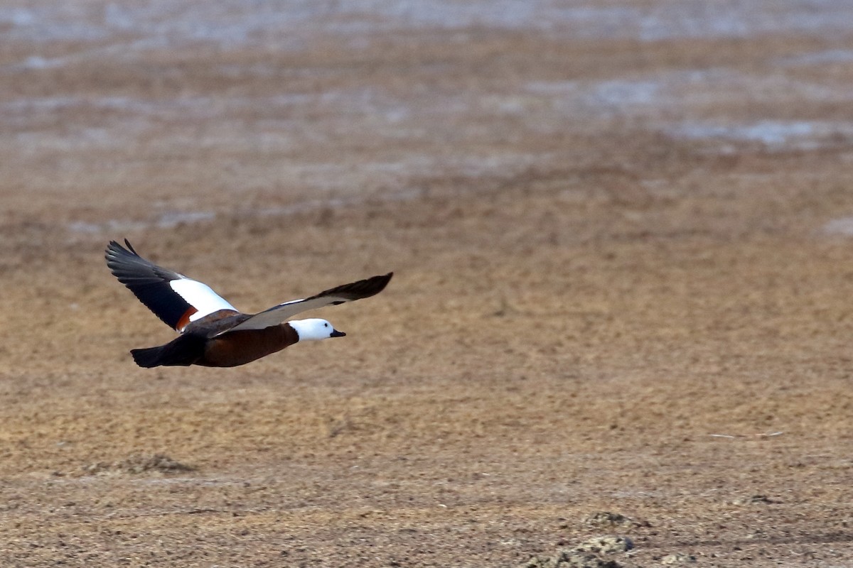 Paradise Shelduck - ML646277082