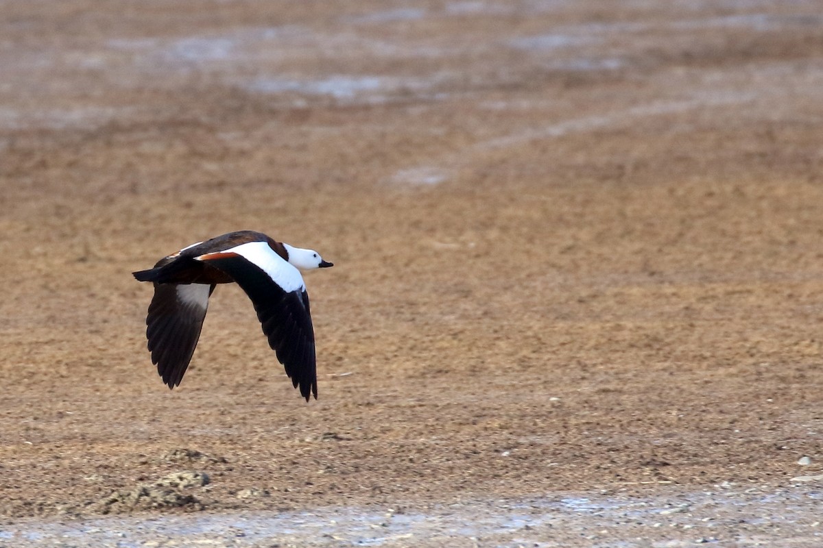 Paradise Shelduck - ML646277083