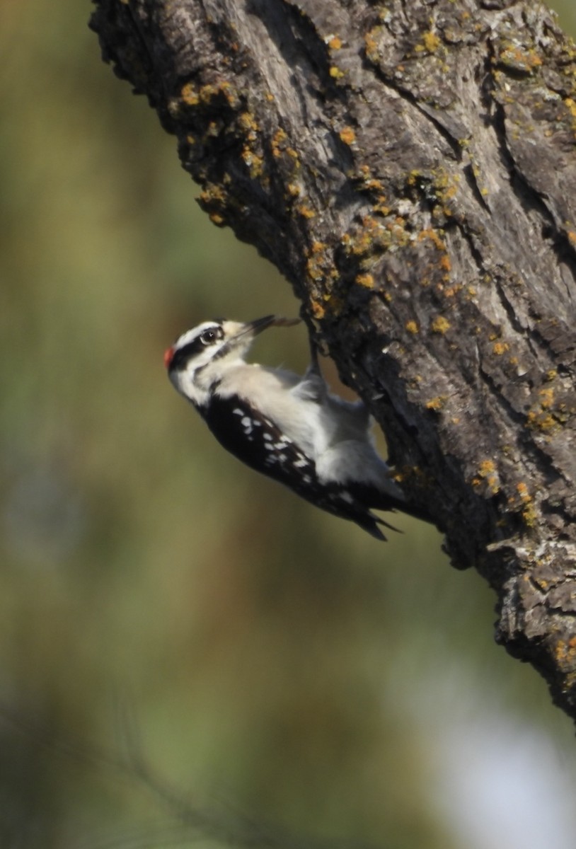 Downy Woodpecker - ML646277085