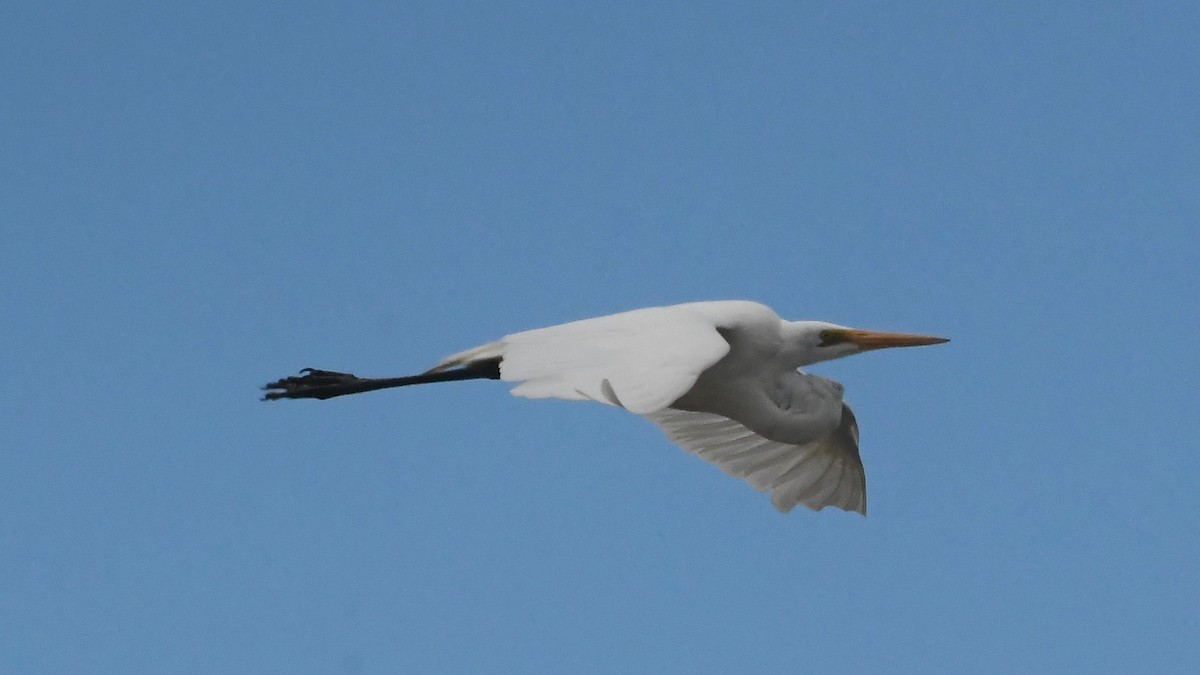 Koartza zuria - ML646277086