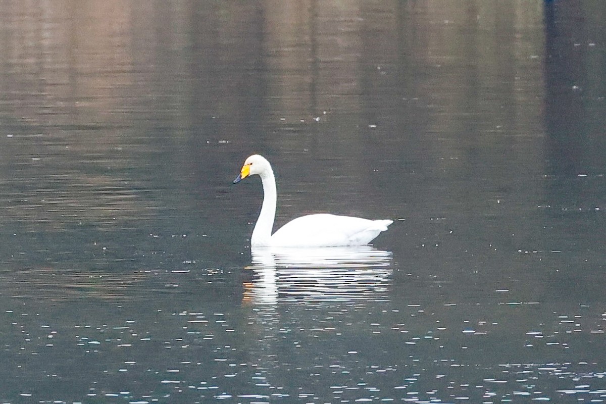Whooper Swan - ML646277089