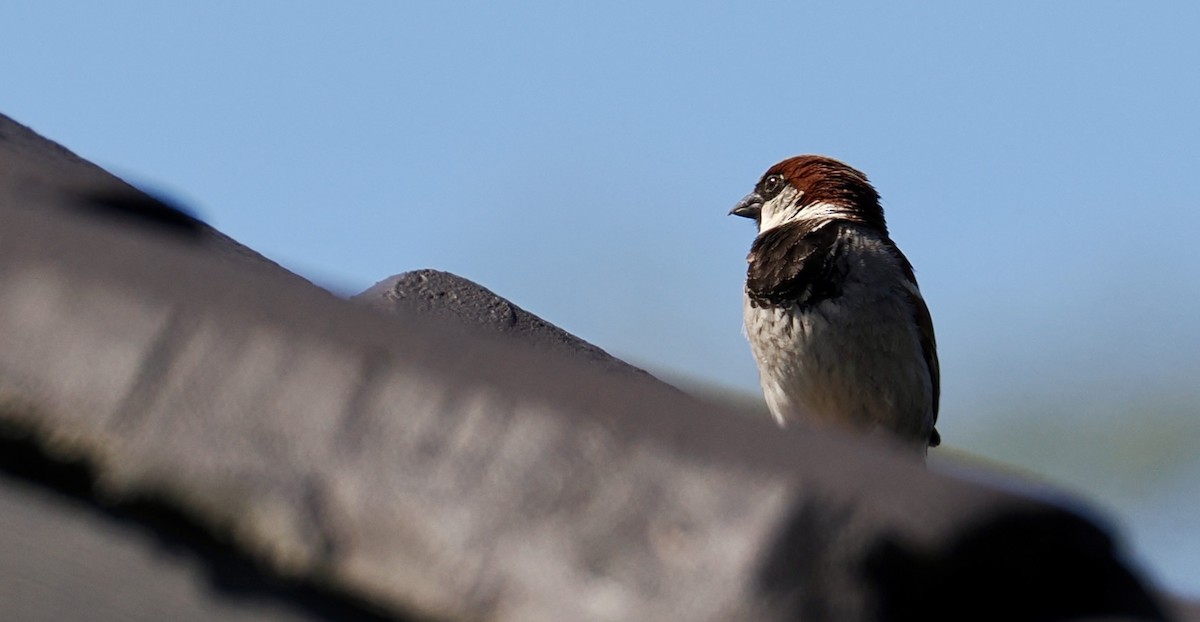 Passera oltremontana - ML646277091