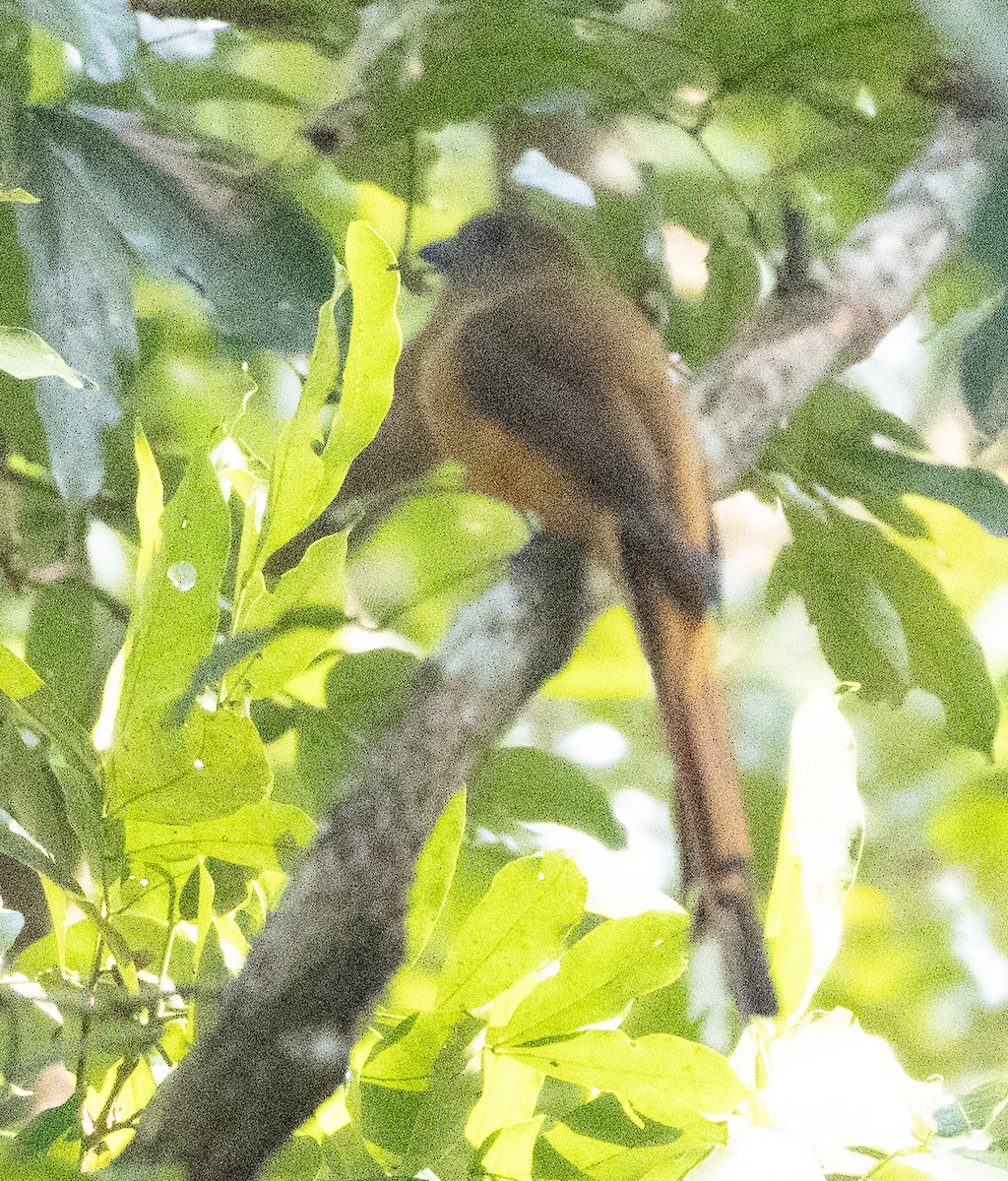 Malabar Trogon - ML646277096