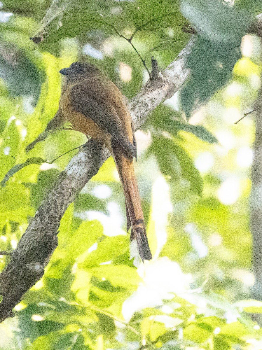 Malabar Trogon - ML646277097