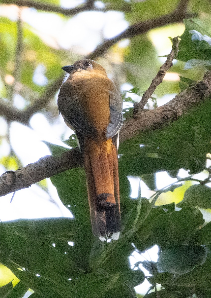 Malabar Trogon - ML646277098