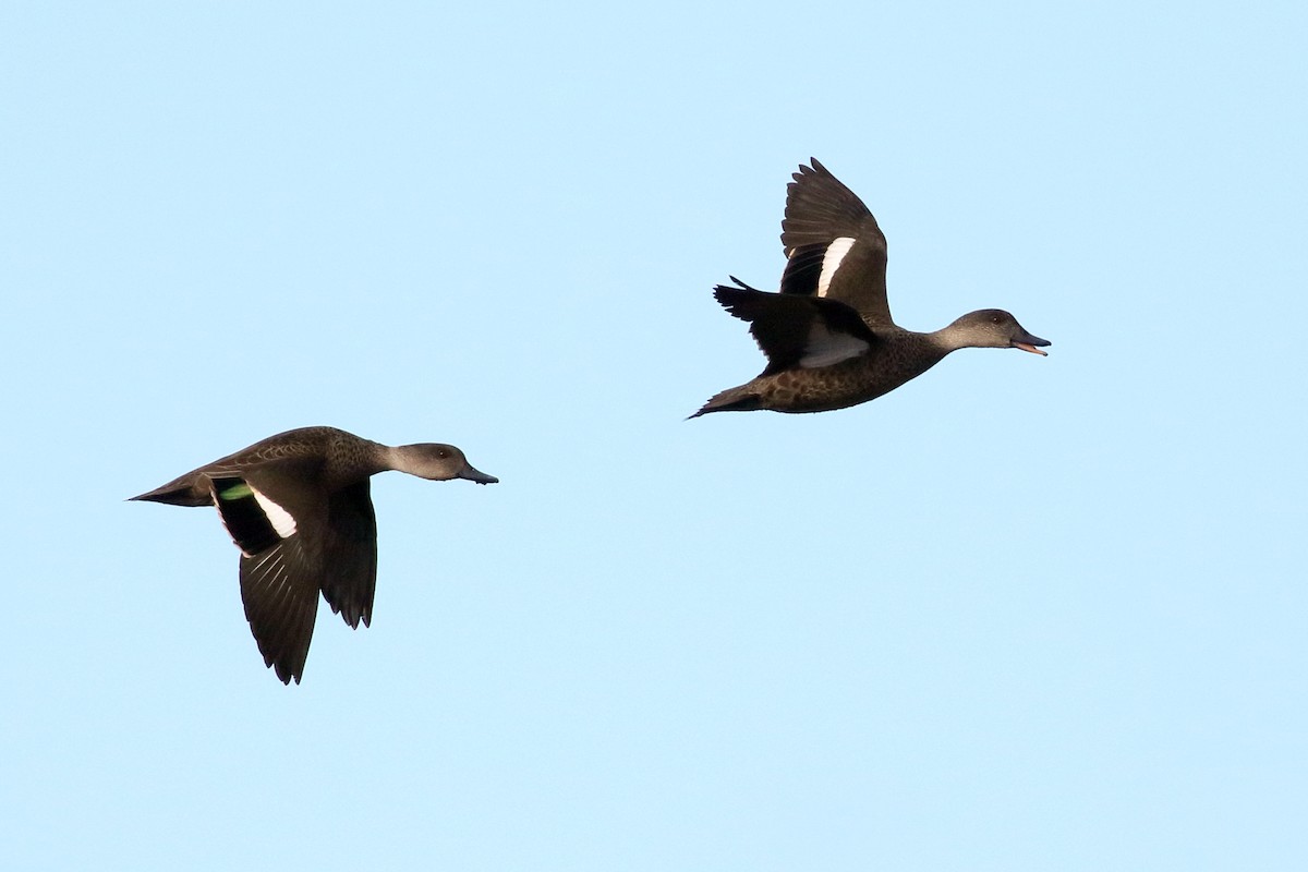 Gray Teal - ML646277102