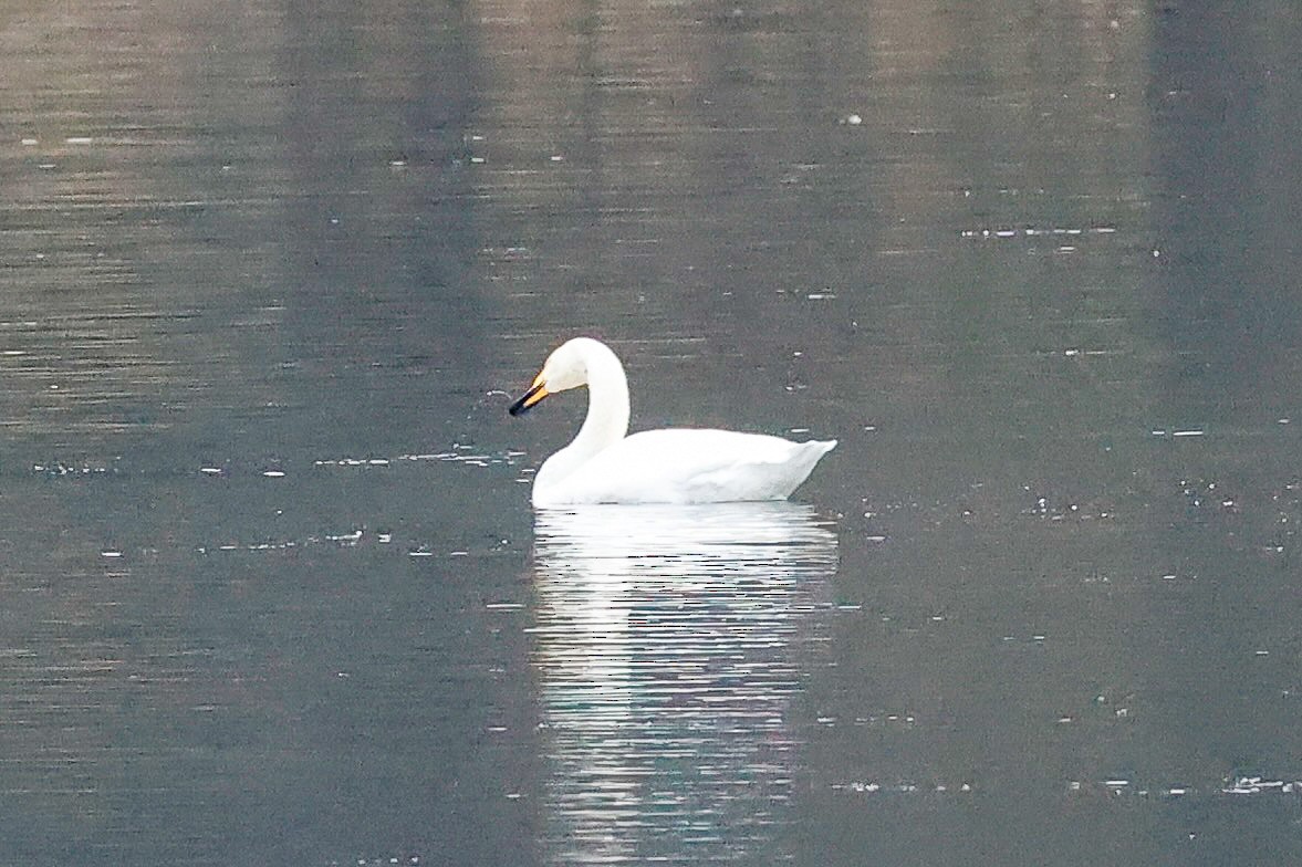 Whooper Swan - ML646277103