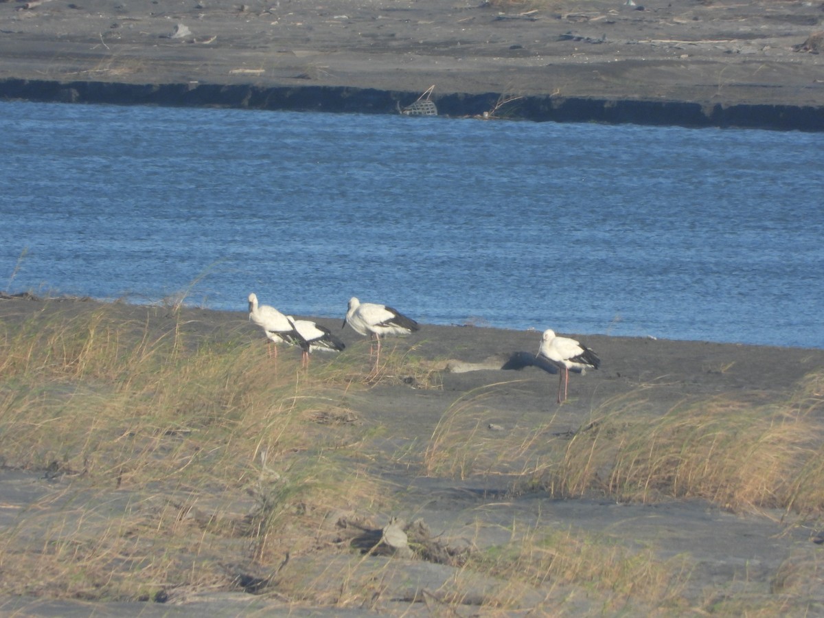 Schwarzschnabelstorch - ML646277108