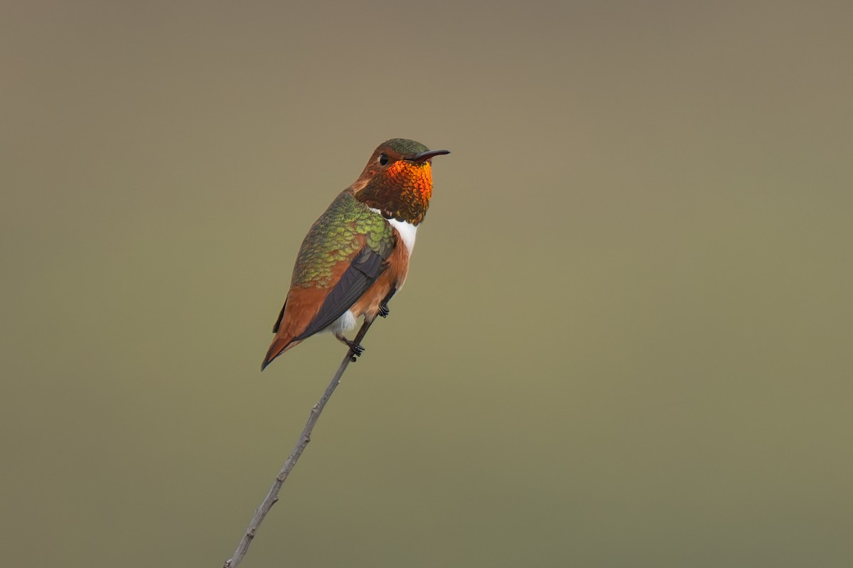 Allen's Hummingbird - ML646277111