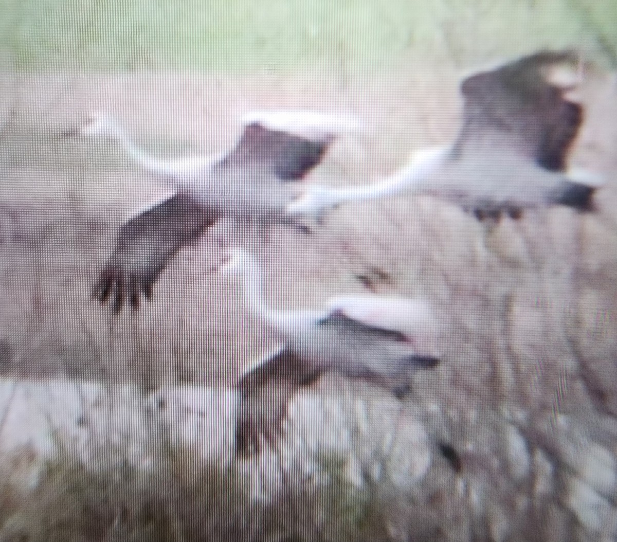 Sandhill Crane - ML646277116