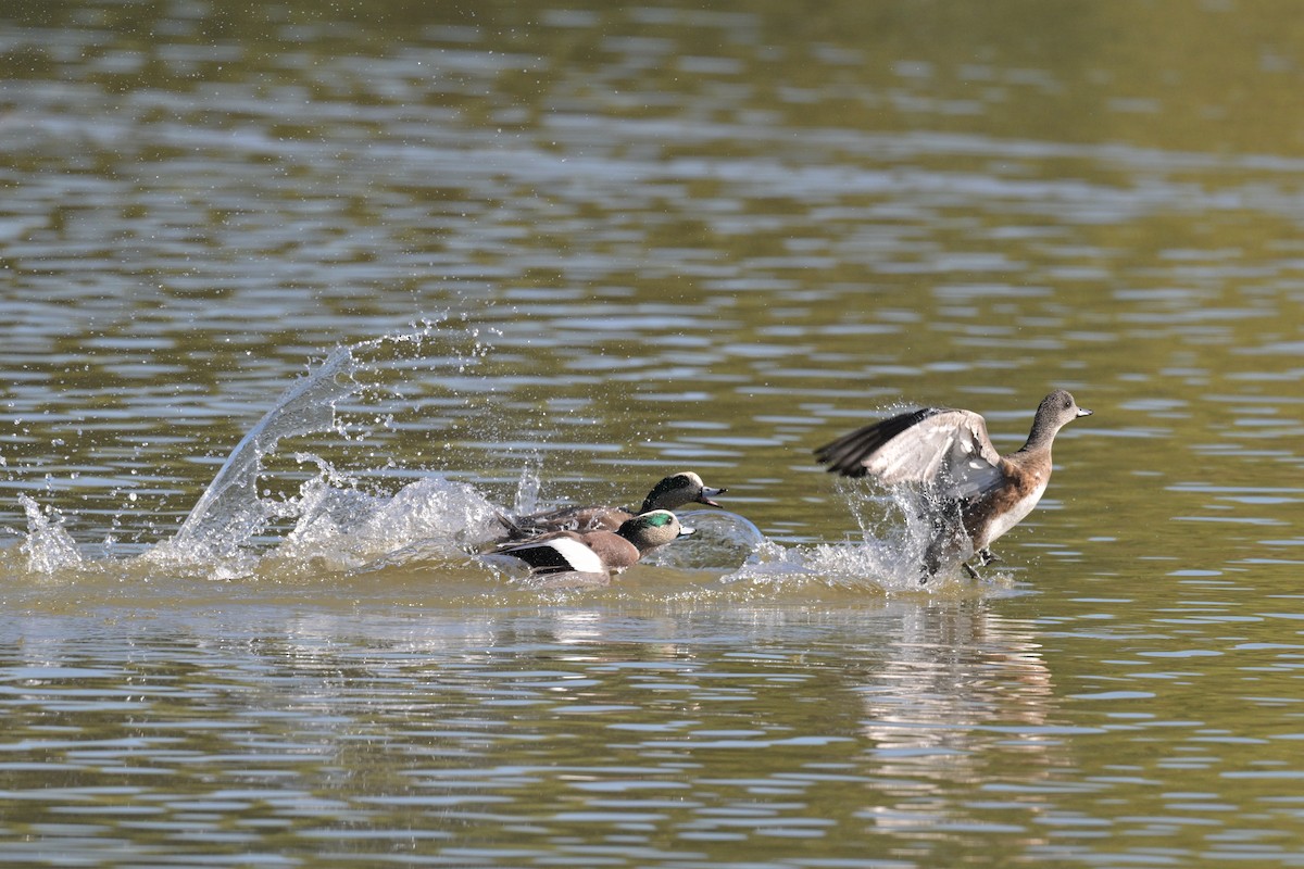 American Wigeon - ML646277125