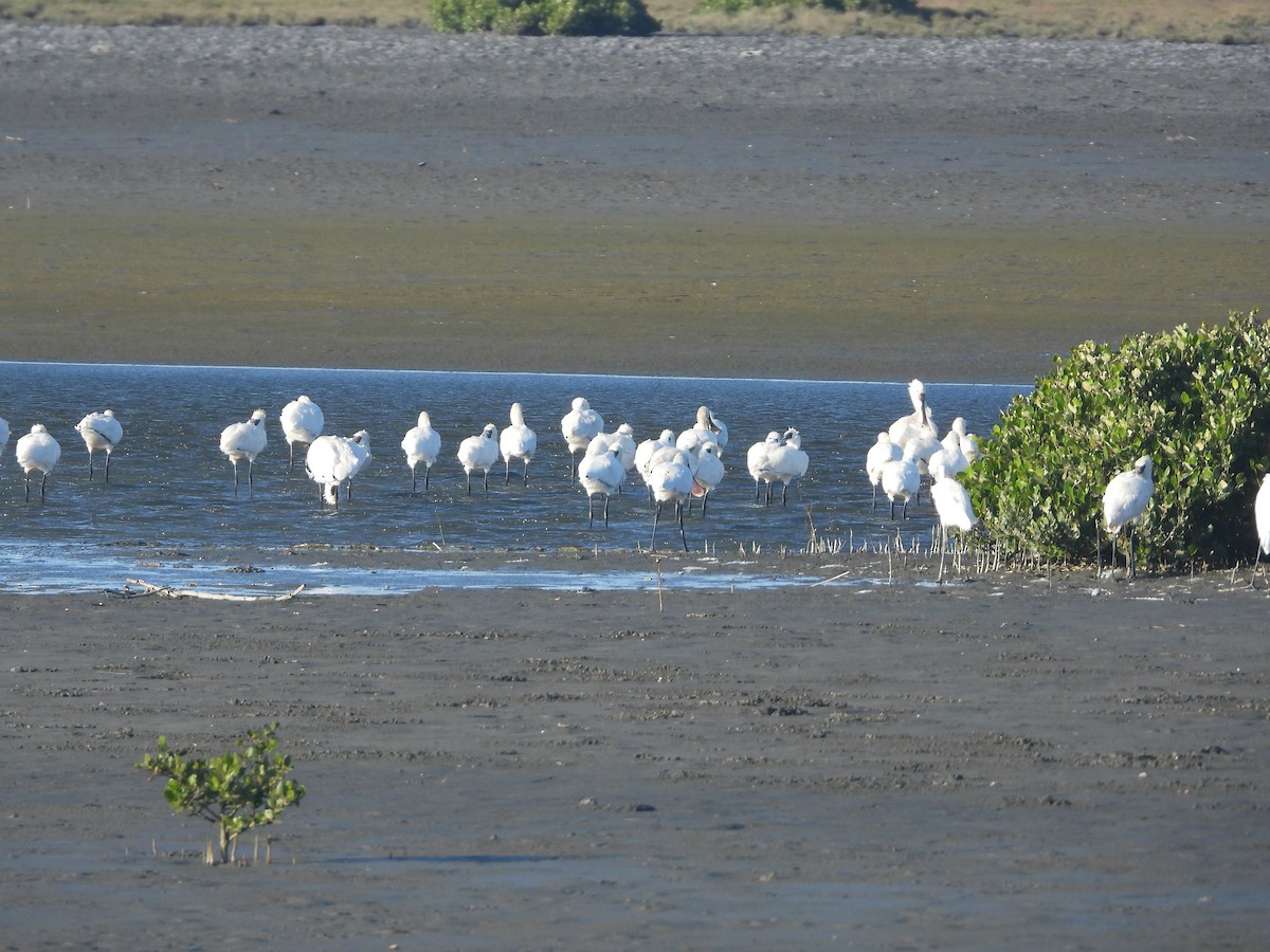 Black-faced Spoonbill - ML646277126