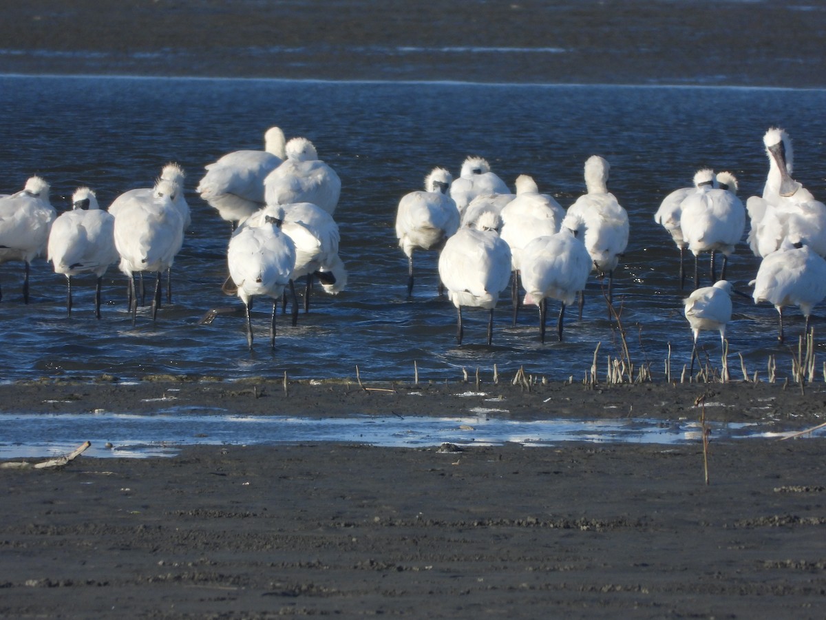 Black-faced Spoonbill - ML646277127