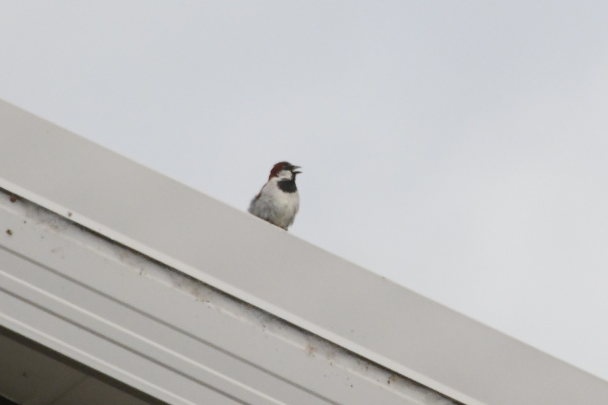 House Sparrow - ML646277128