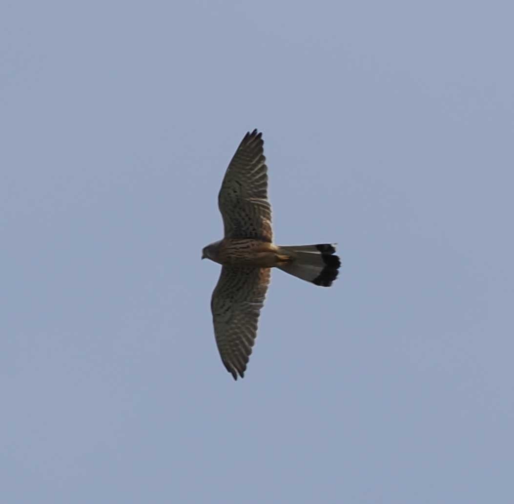 Eurasian Kestrel - ML646277129