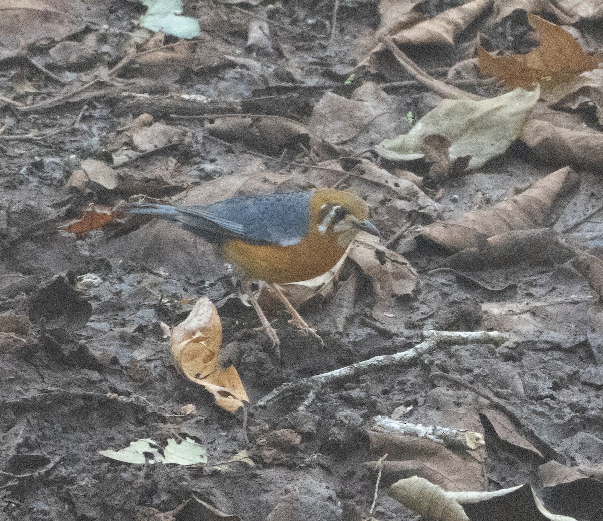 Orange-headed Thrush - ML646277131