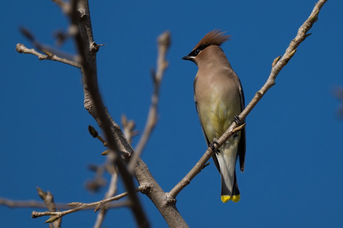 Cedar Waxwing - ML646277132