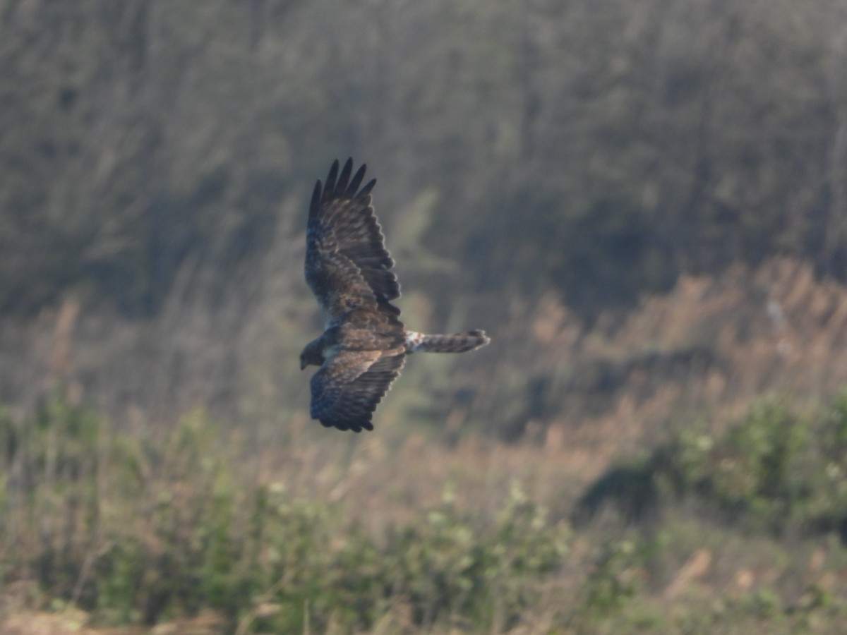 Eastern Marsh Harrier - ML646277133