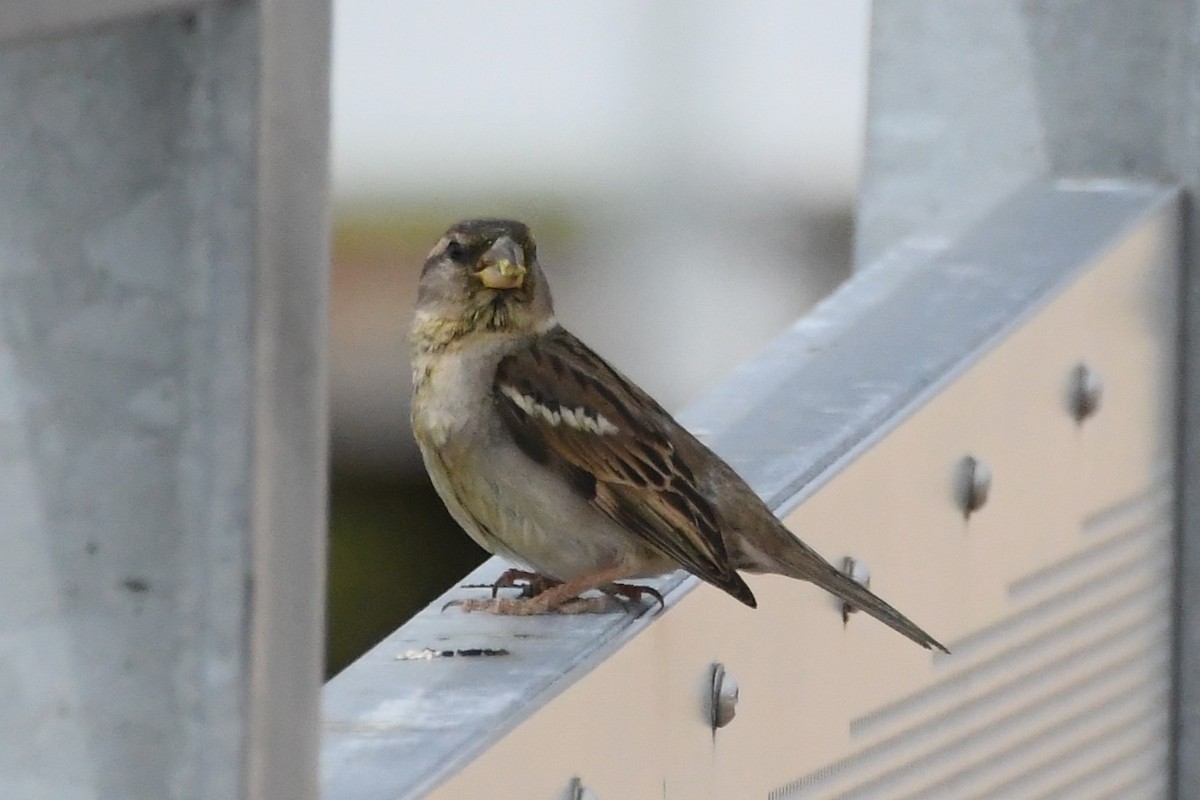 House Sparrow - ML646277134