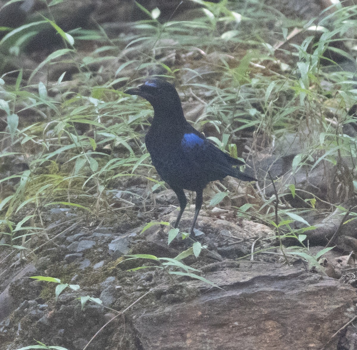 Malabar Whistling-Thrush - ML646277135