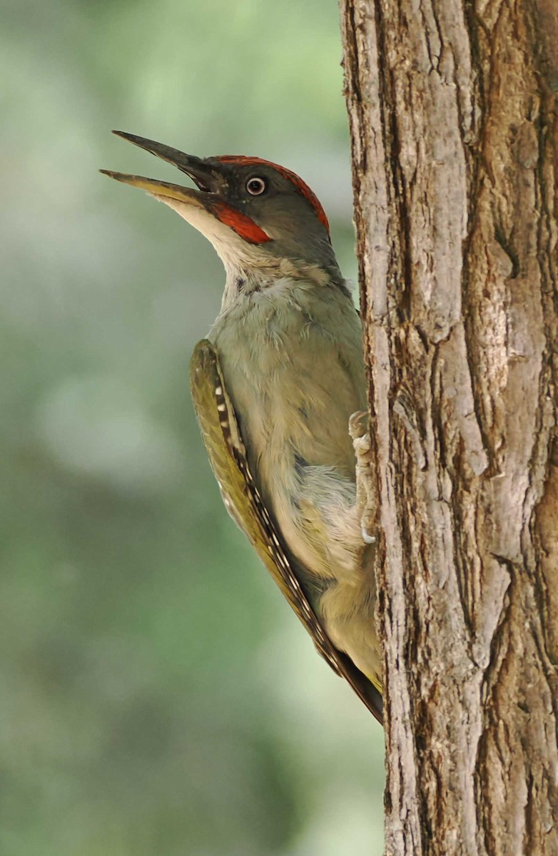 Iberian Green Woodpecker - ML646277136