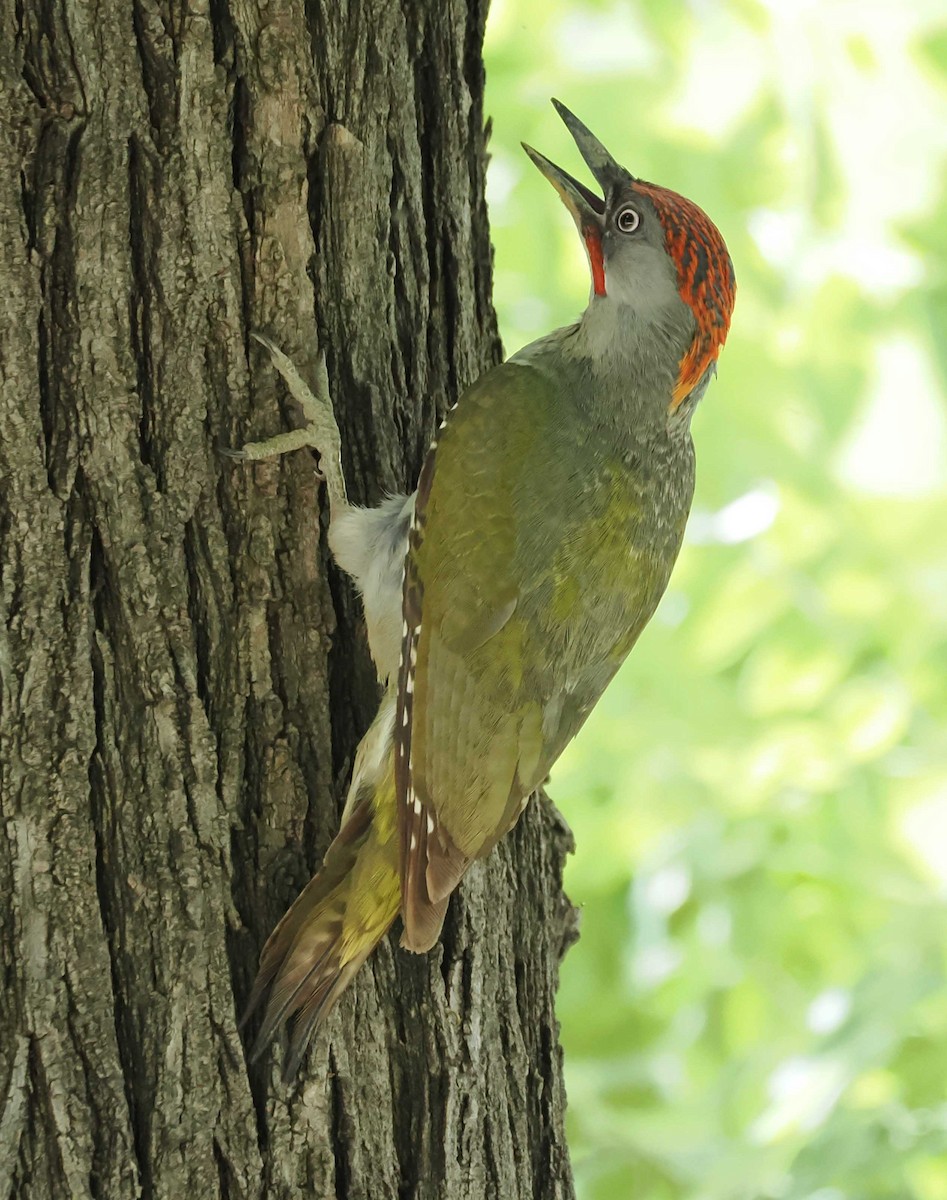Iberian Green Woodpecker - ML646277137