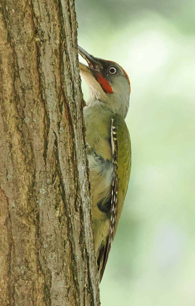 Iberian Green Woodpecker - ML646277138