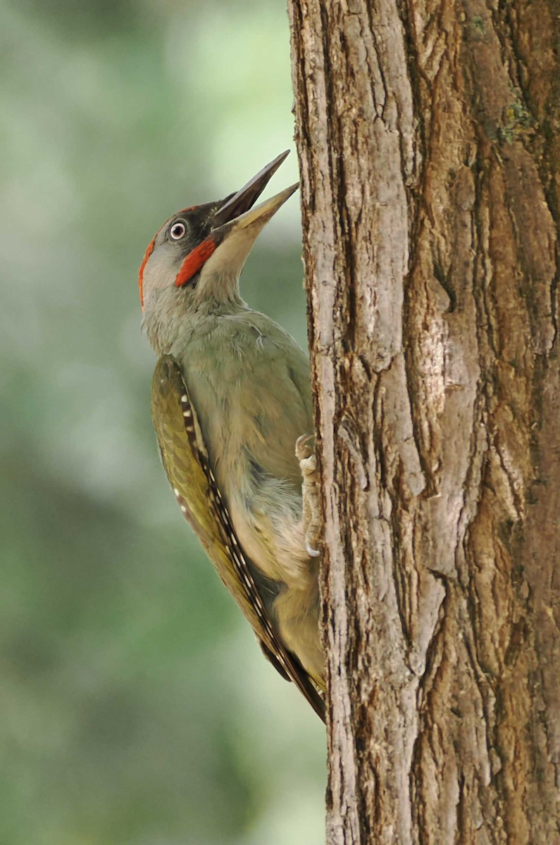 Iberian Green Woodpecker - ML646277139