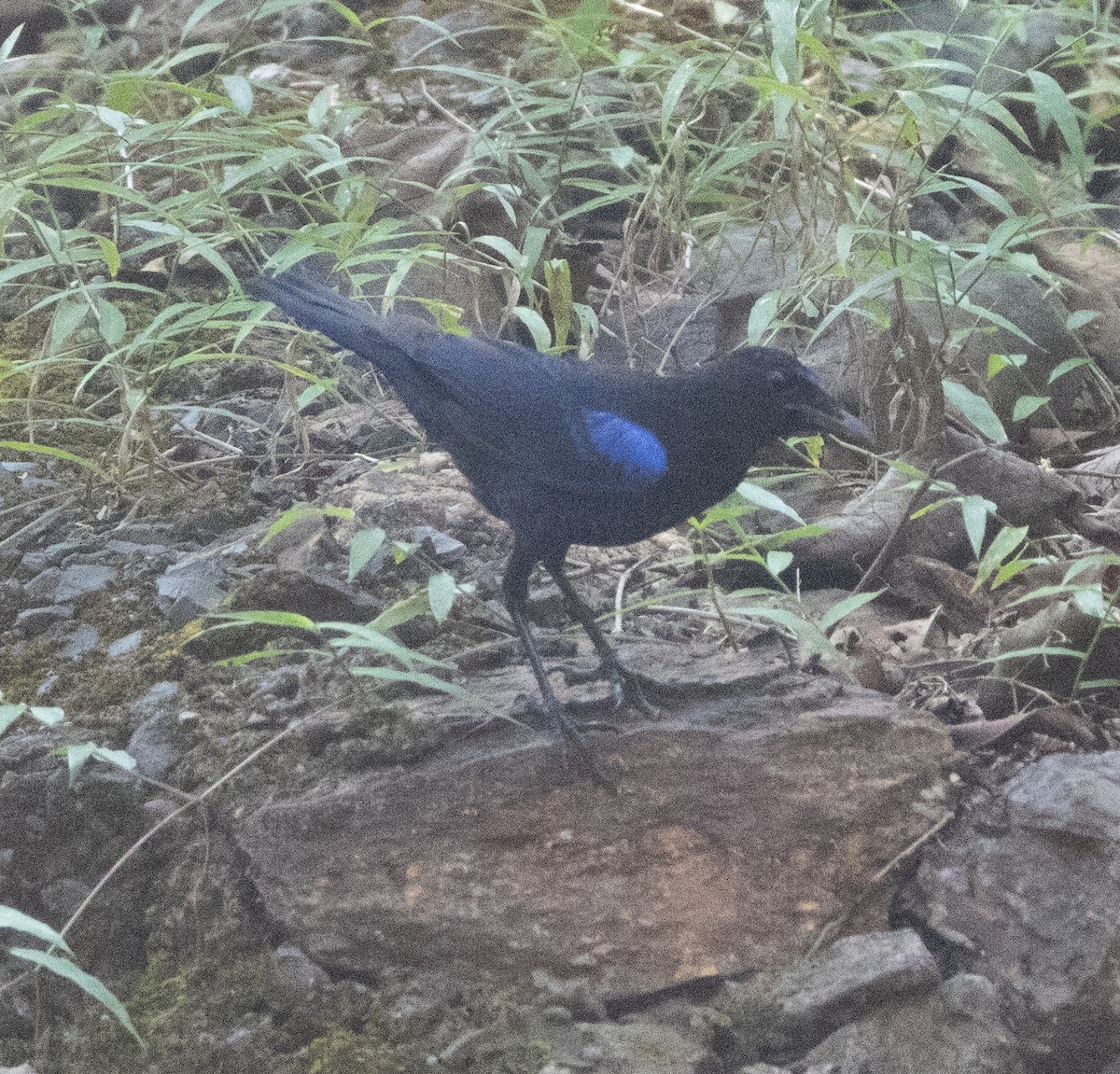 Malabar Whistling-Thrush - ML646277140