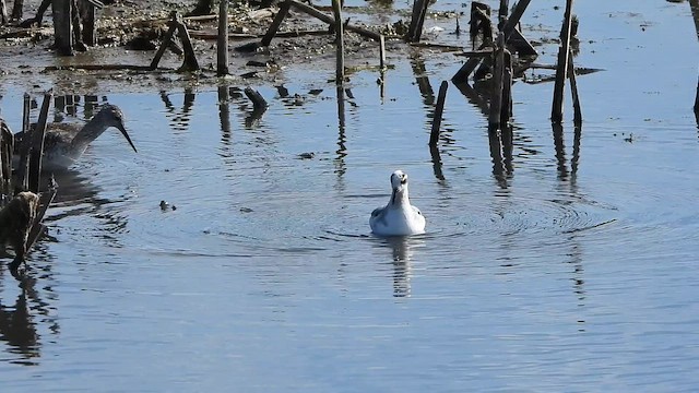 Falaropo Picogrueso - ML646277141