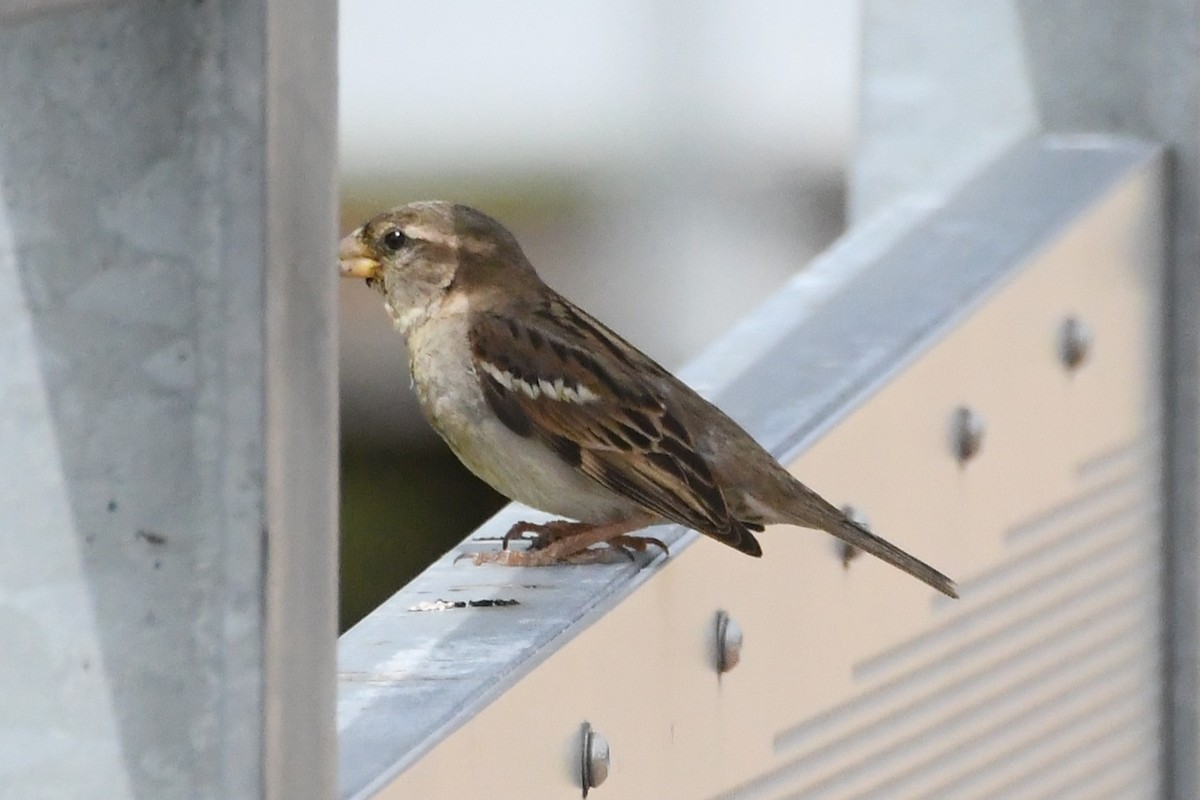 House Sparrow - ML646277143