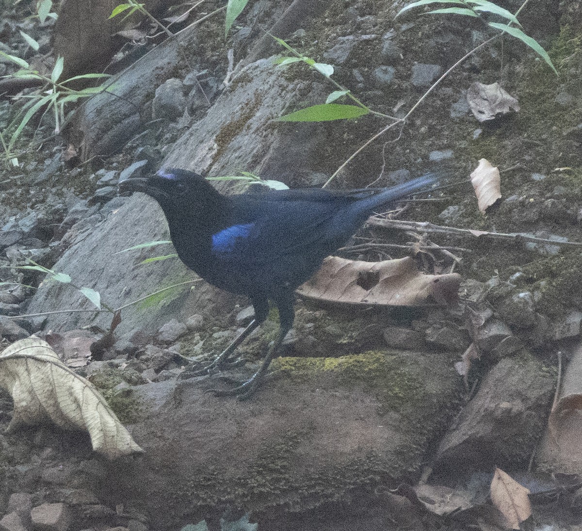 Malabar Whistling-Thrush - ML646277144