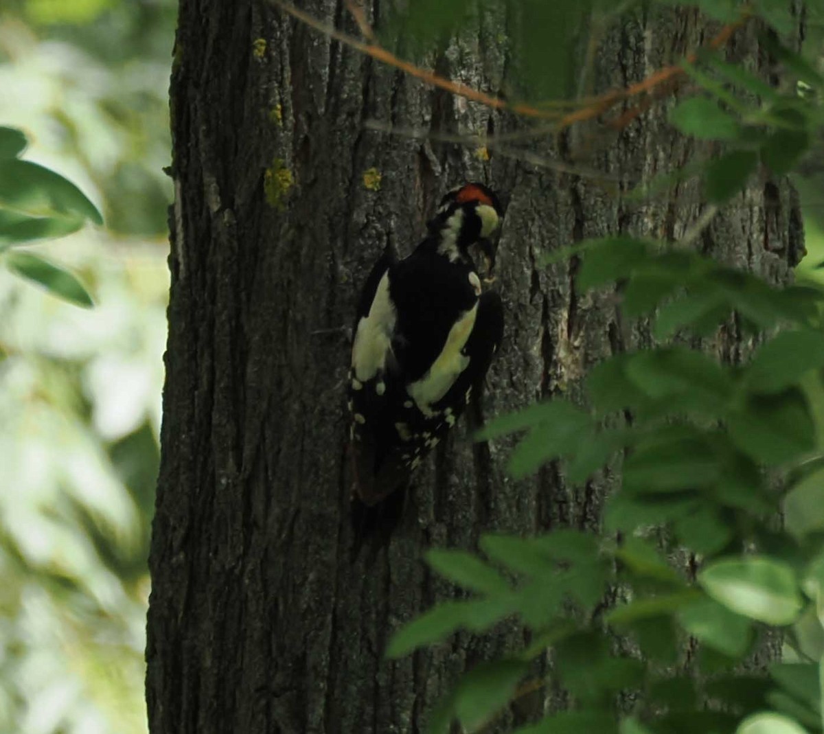 Great Spotted Woodpecker - ML646277145