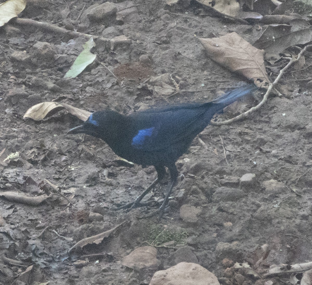 Malabar Whistling-Thrush - ML646277146