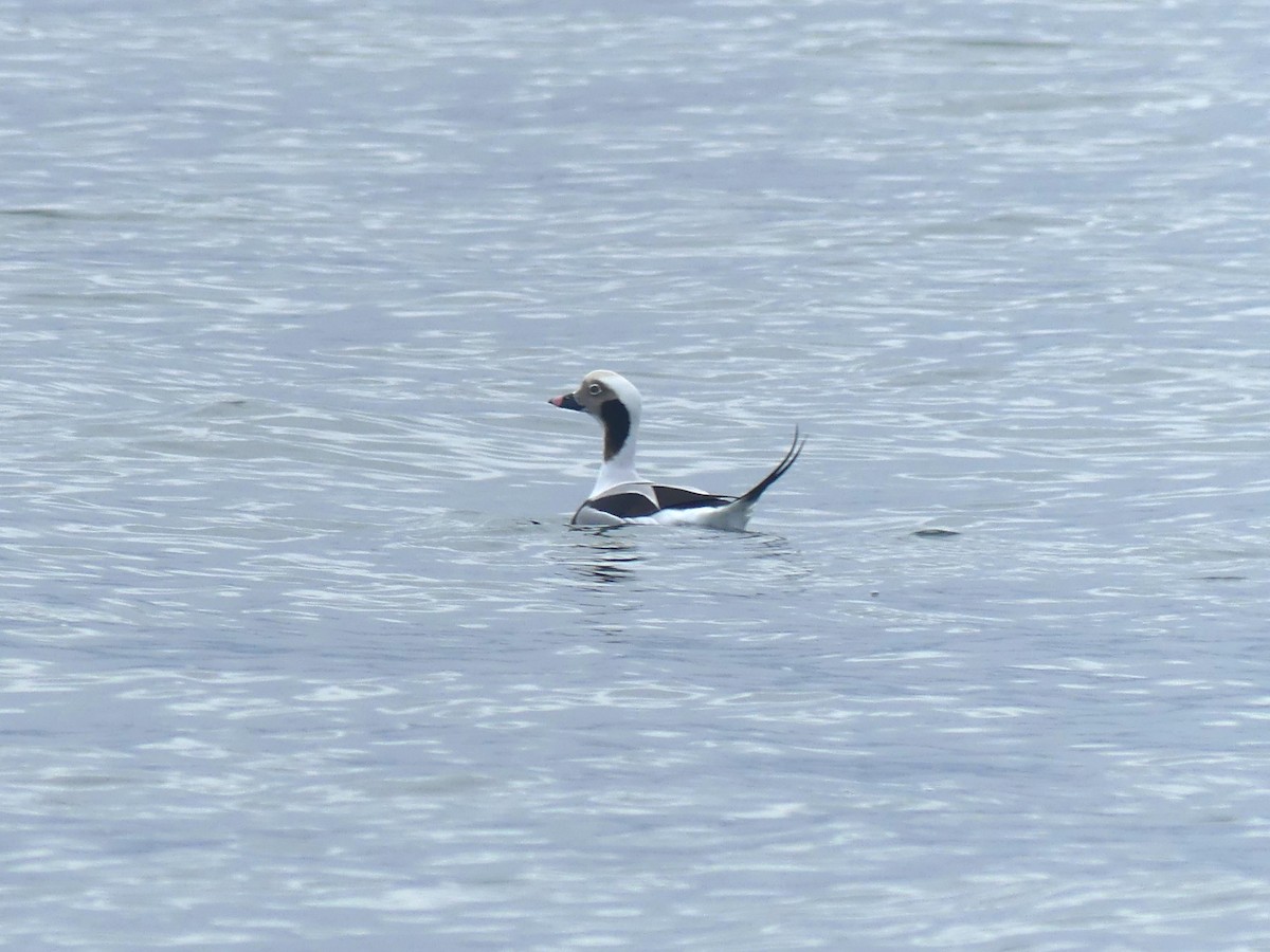 Long-tailed Duck - ML646277147