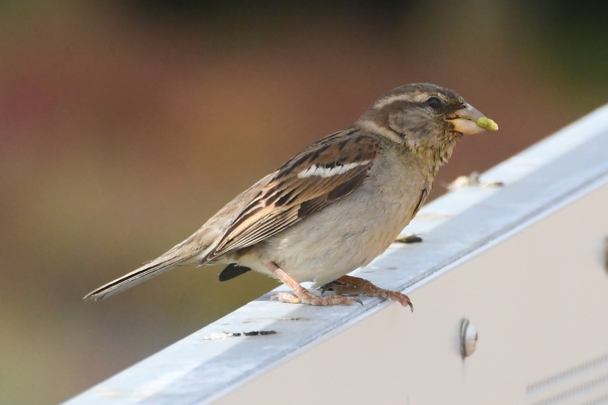 House Sparrow - ML646277148