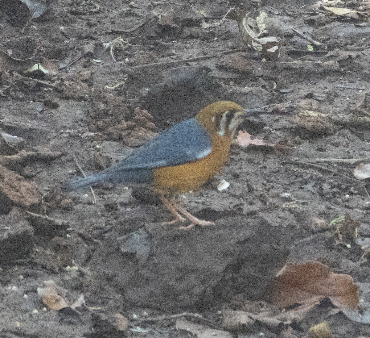 Orange-headed Thrush - ML646277149